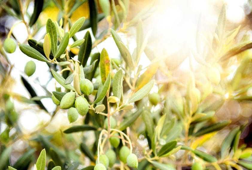 Branch of an olive tree with green olives and leaves illuminated by sunlight. - Olive Oil Times