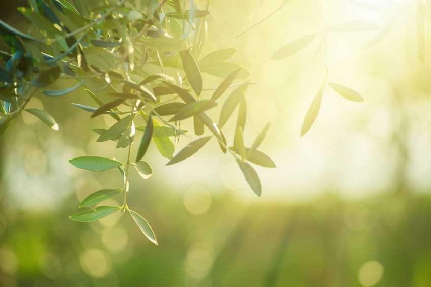 Close-up of olive tree leaves illuminated by soft sunlight with a blurred background. - Olive Oil Times