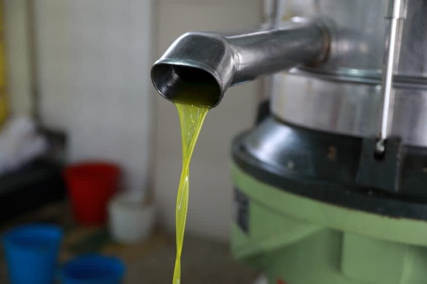 Stream of fresh olive oil flowing from a metal spout during the extraction process. - Olive Oil Times