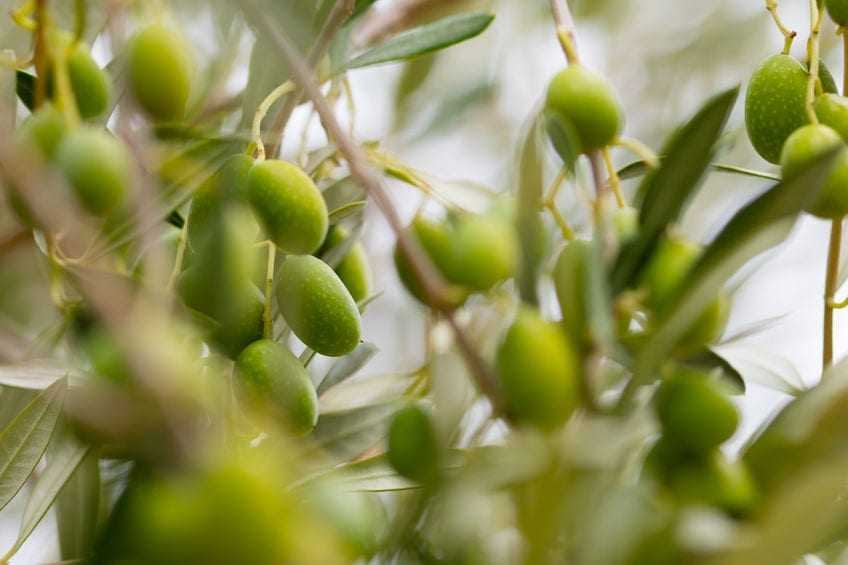 Cluster of green olive fruits growing on a branch with leaves. - Olive Oil Times