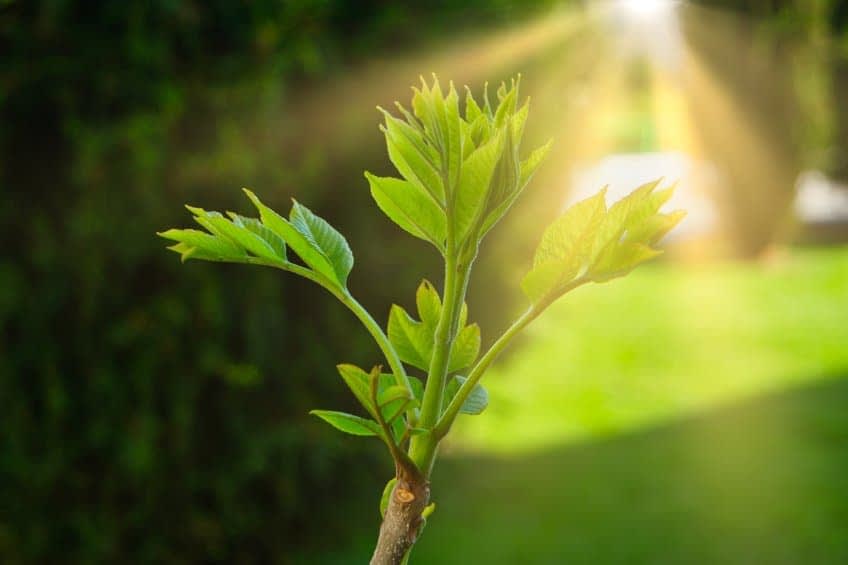 A young green plant with fresh leaves growing from a branch in natural light. - Olive Oil Times