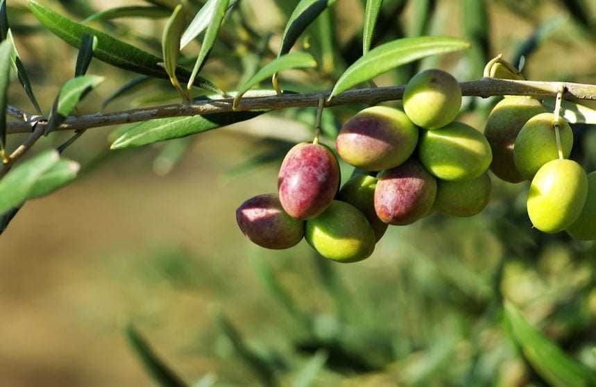 A close-up of an olive branch featuring clusters of green and ripe olives. - Olive Oil Times