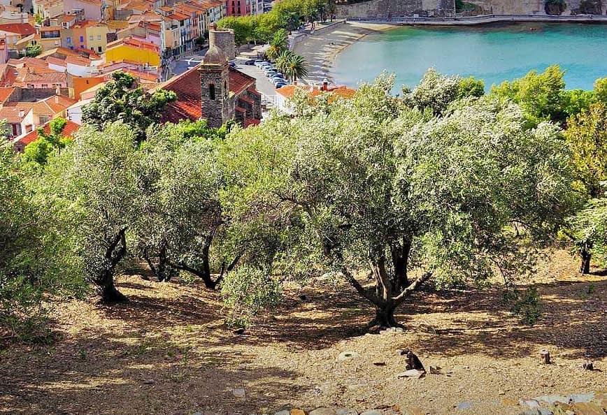 Olive trees in a landscape with a view of a coastal town and water in the background. - Olive Oil Times