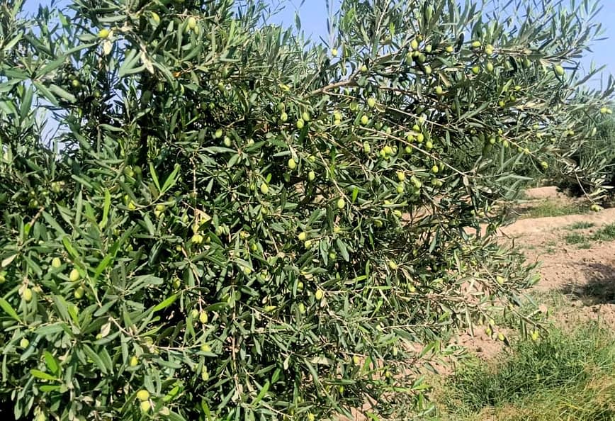 Olive tree branches with green olives growing on them in a field. - Olive Oil Times