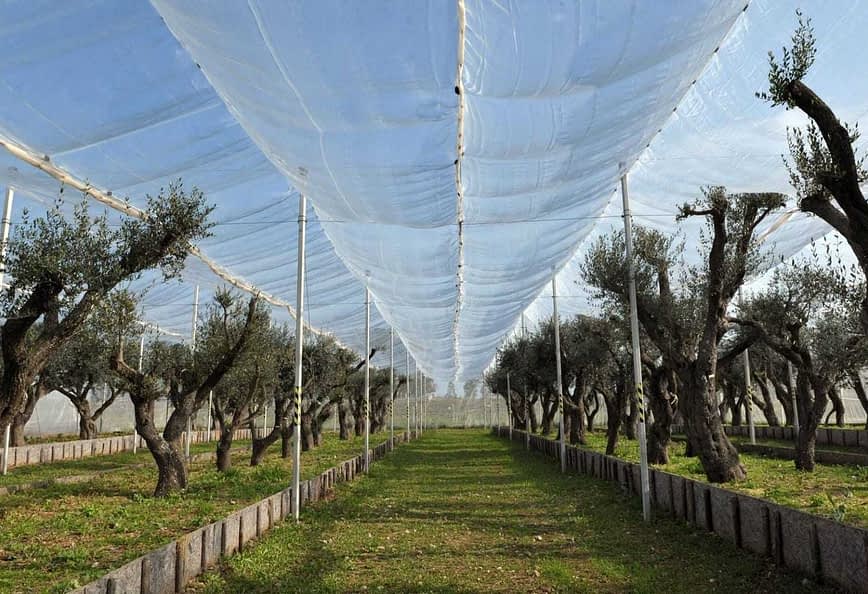 Olive trees arranged in rows under a protective canopy in an agricultural setting. - Olive Oil Times