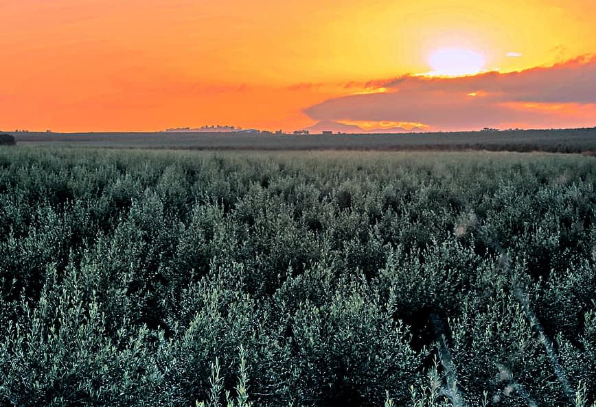 Olive trees in a field under a sunset sky with orange and yellow hues. - Olive Oil Times