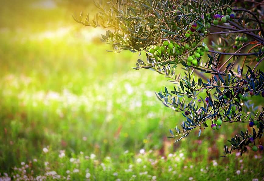 Branch of an olive tree with green olives against a blurred green background. - Olive Oil Times
