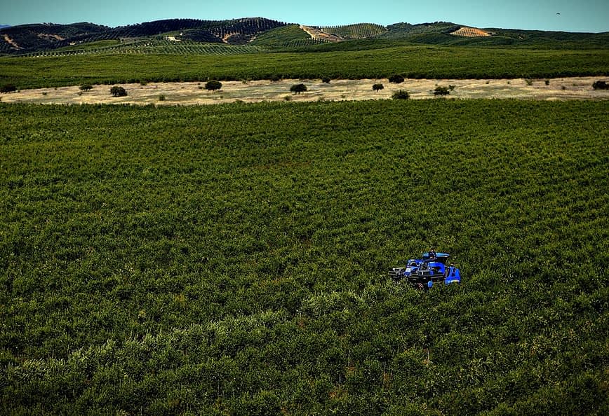 A blue drone flying over a green olive grove in a rural landscape. - Olive Oil Times