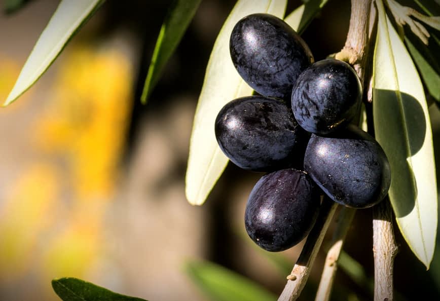A cluster of black olives hanging on a branch with green leaves in the background. - Olive Oil Times