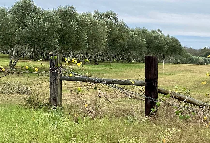 Wooden fence post with vines in front of an olive grove in a rural area. - Olive Oil Times