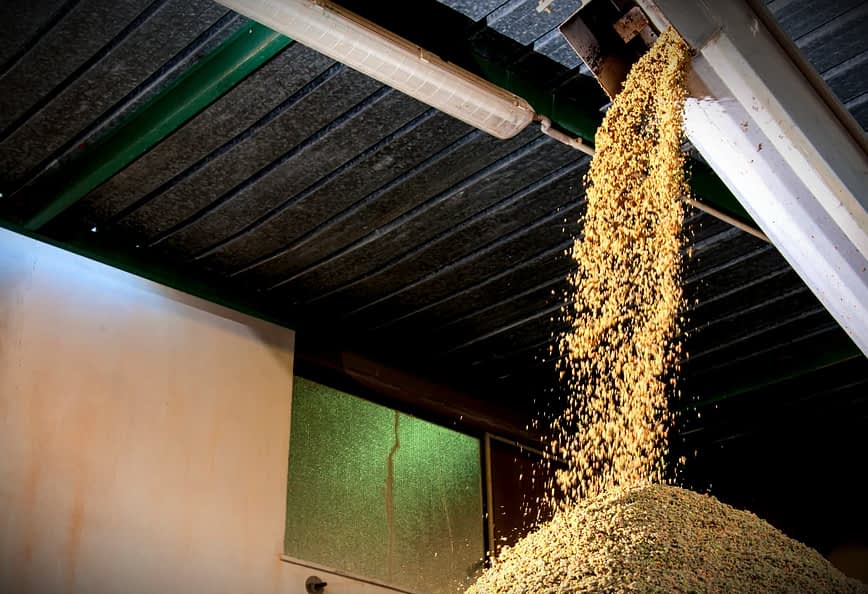 Grain cascading from a hopper onto a pile on the ground in a warehouse setting. - Olive Oil Times