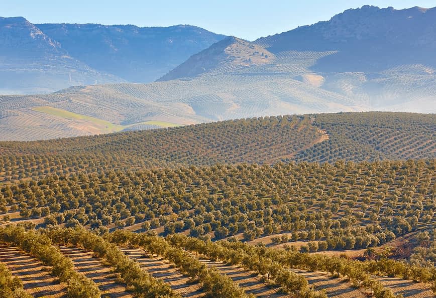 Obsežen oljčni nasad z vrstami oljk na gričih pod vedrim nebom. - Olive Oil Times