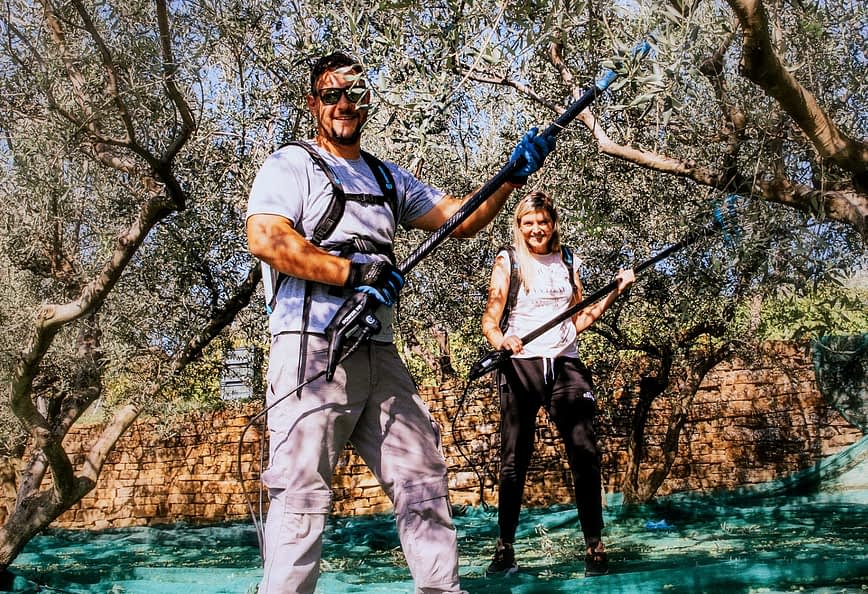 The Morgan family harvesting olive trees with mechanical rakes
