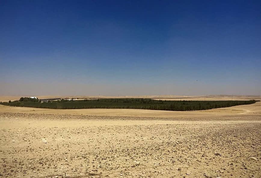 A green area of trees surrounded by a barren desert landscape under a clear blue sky. - Olive Oil Times