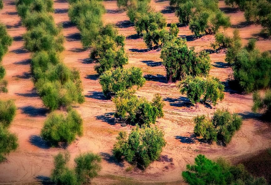 Aerial view of a cultivated olive grove with rows of olive trees in a field. - Olive Oil Times