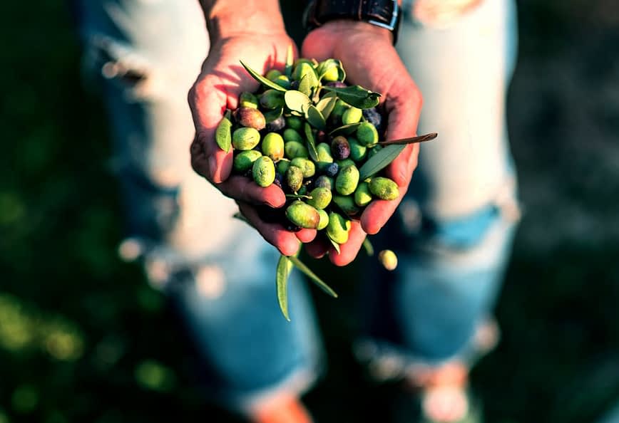 Person, die eine Sammlung frisch geernteter grüner und schwarzer Oliven in ihren Händen hält. – Olive Oil Times