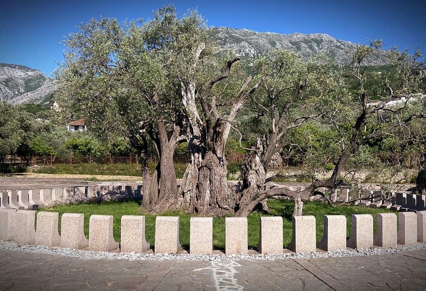 Ein alter Olivenbaum, umgeben von einer Steinstruktur in einer Grünanlage. - Olive Oil Times