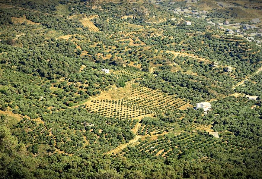 Vue aérienne d'une vaste oliveraie avec des arbres soigneusement disposés en rangées. - Olive Oil Times