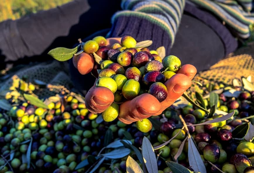 橄欖收穫期間，一隻手拿​​著綠色和紫色橄欖的混合物。 - Olive Oil Times