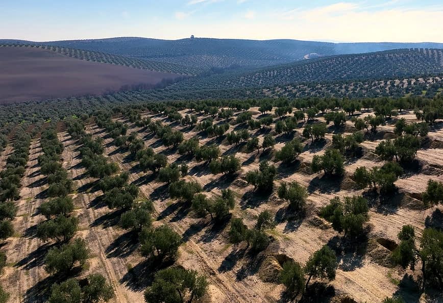 Pogled iz zraka na velik oljčni nasad z lepo urejenimi drevesi in vrstami na hribovitem terenu. - Olive Oil Times