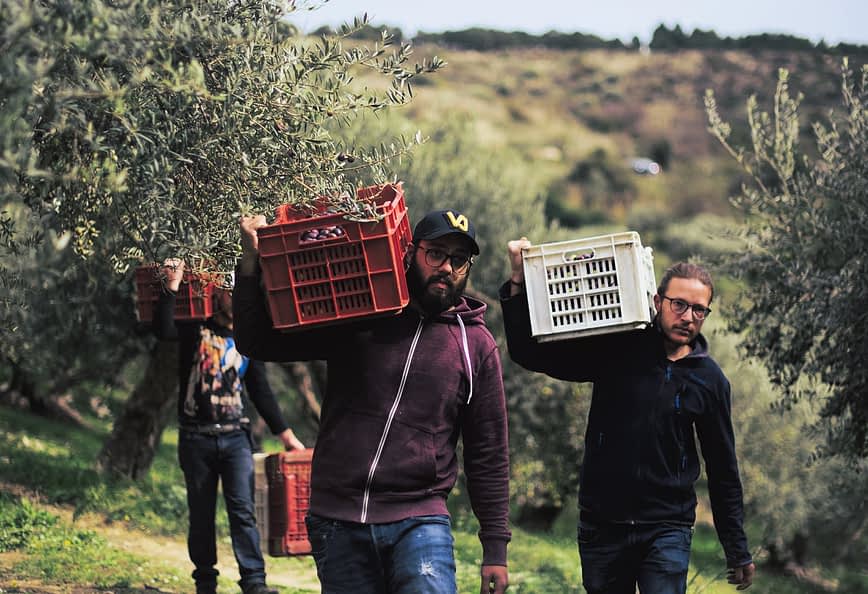 Two men carrying baskets filled with olives during the harvest season in an olive grove. - Olive Oil Times