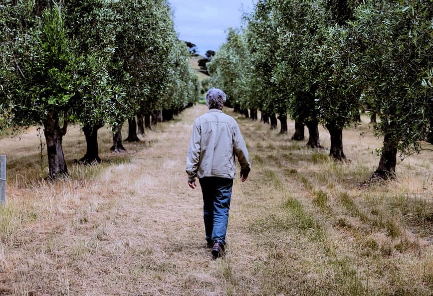 Persona che cammina lungo un sentiero in un uliveto con alberi su entrambi i lati. - Olive Oil Times