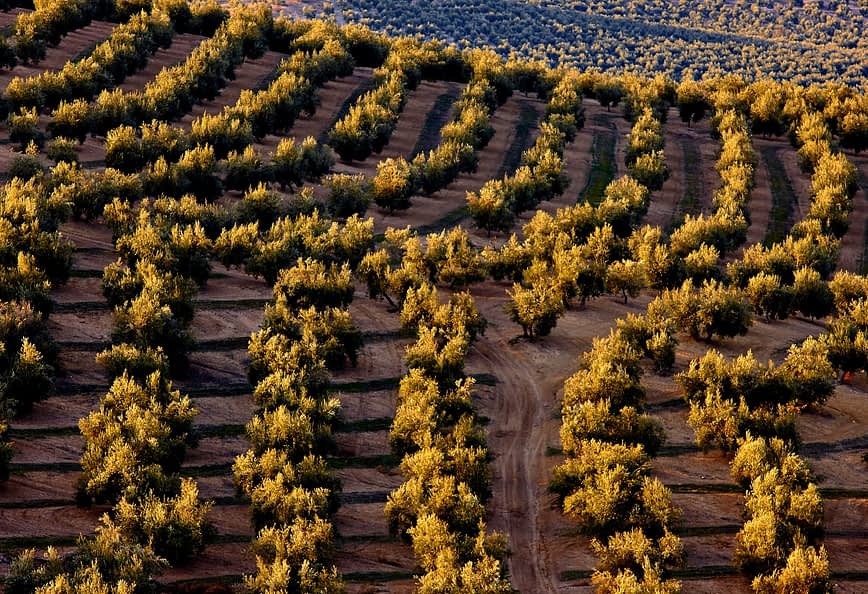 Pogled iz zraka na oljke, razporejene v vrstah na pobočju z zlatim listjem. - Olive Oil Times
