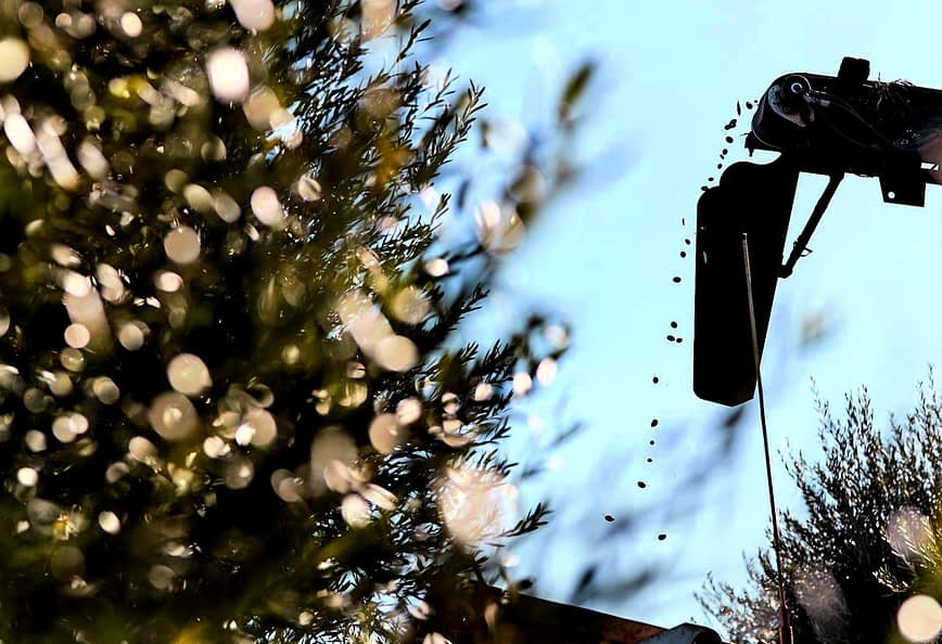 Attrezzatura per la raccolta delle olive che si staglia contro il cielo azzurro, da cui cadono le olive. - Olive Oil Times