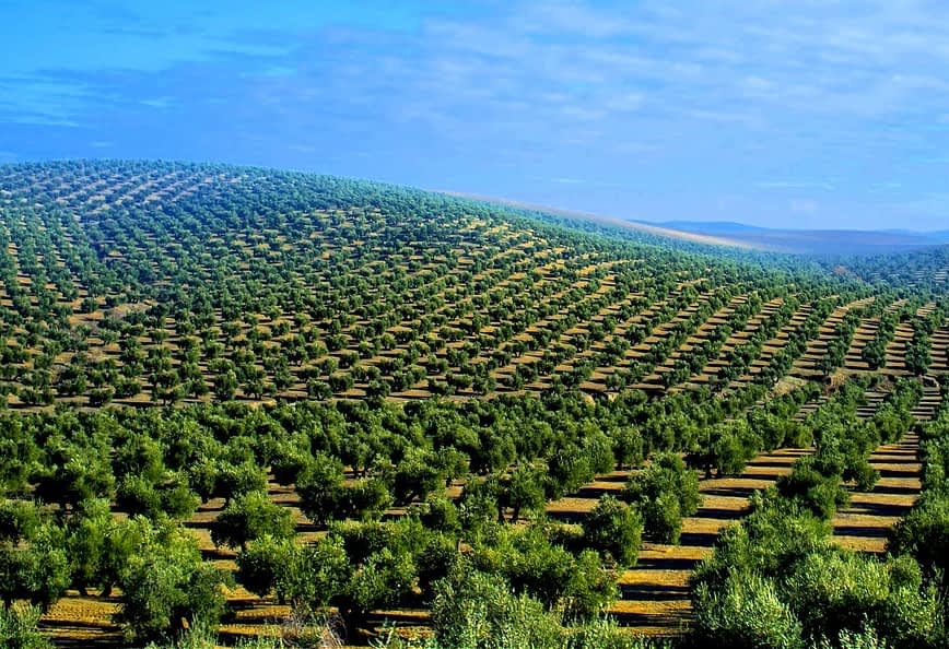 Vue étendue d'une colline couverte de rangées d'oliviers dans un paysage verdoyant. - Olive Oil Times