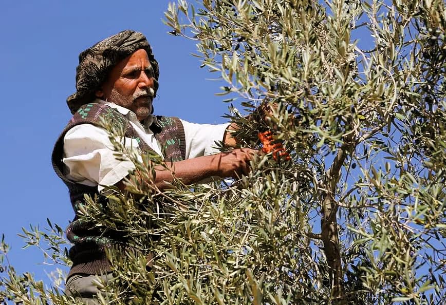 A man wearing traditional clothing harvesting olives from a tree using pruning shears. - Olive Oil Times
