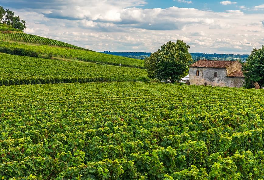 Vasti campi di vigneti con viti verdi e una casa in pietra sullo sfondo sotto un cielo nuvoloso. - Olive Oil Times