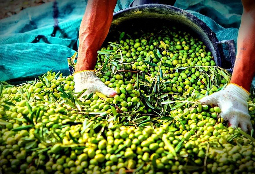 Persona che indossa guanti mentre raccoglie olive verdi da un grande contenitore e le stende su un telo verde. Olive Oil Times