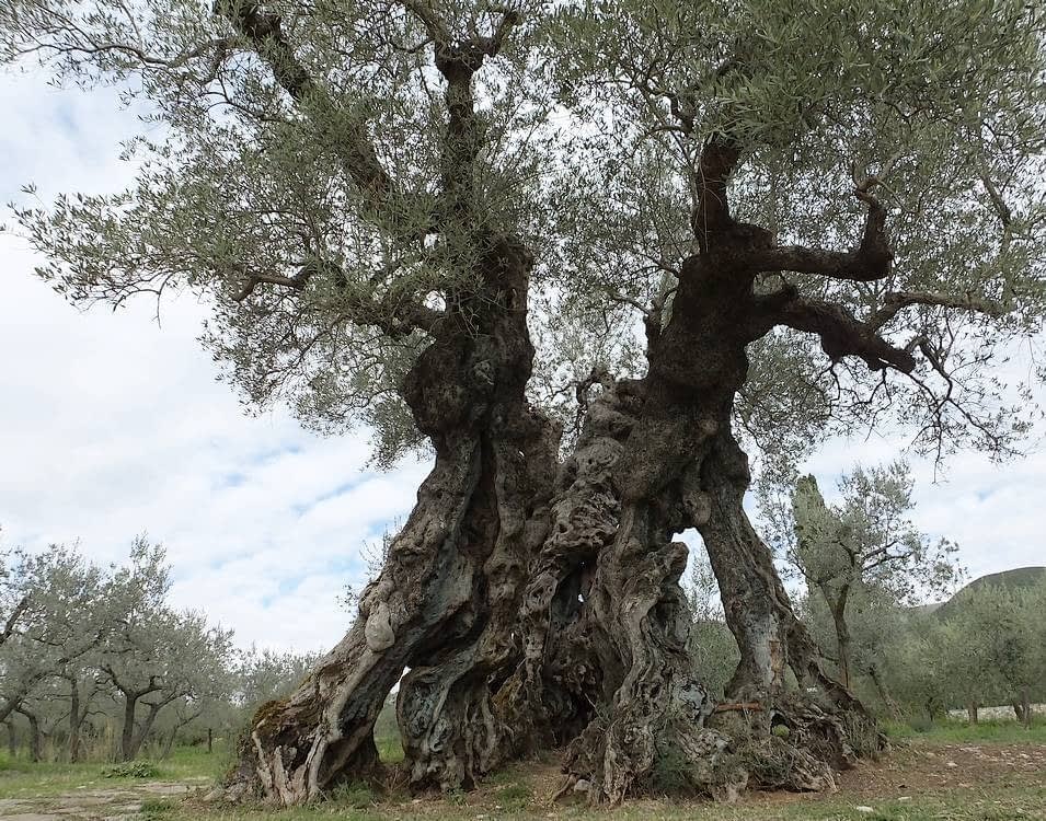 An ancient olive tree featuring a thick, gnarled trunk and twisted branches in a natural setting. - Olive Oil Times