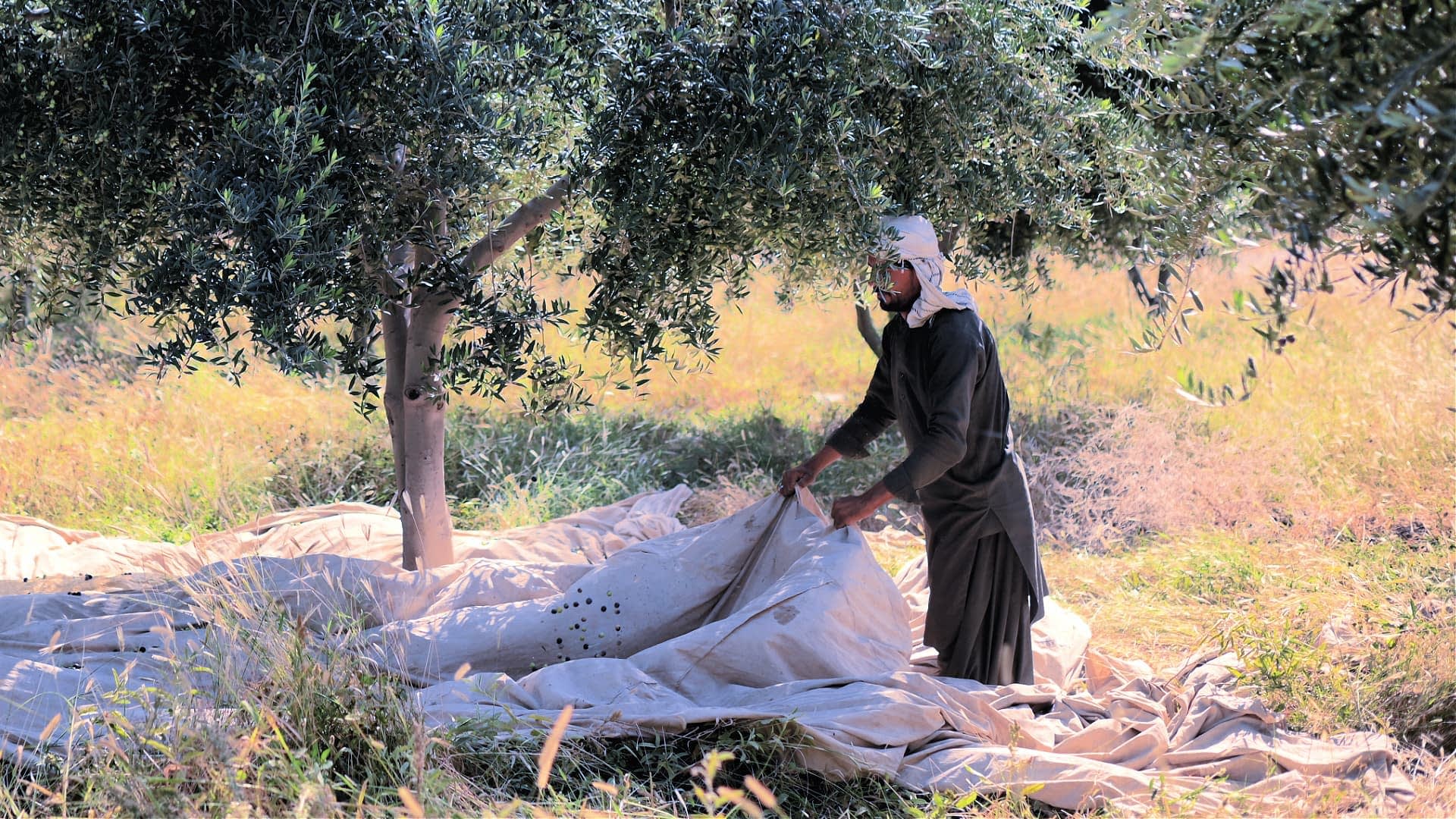 Pakistan Establishes National Olive Council