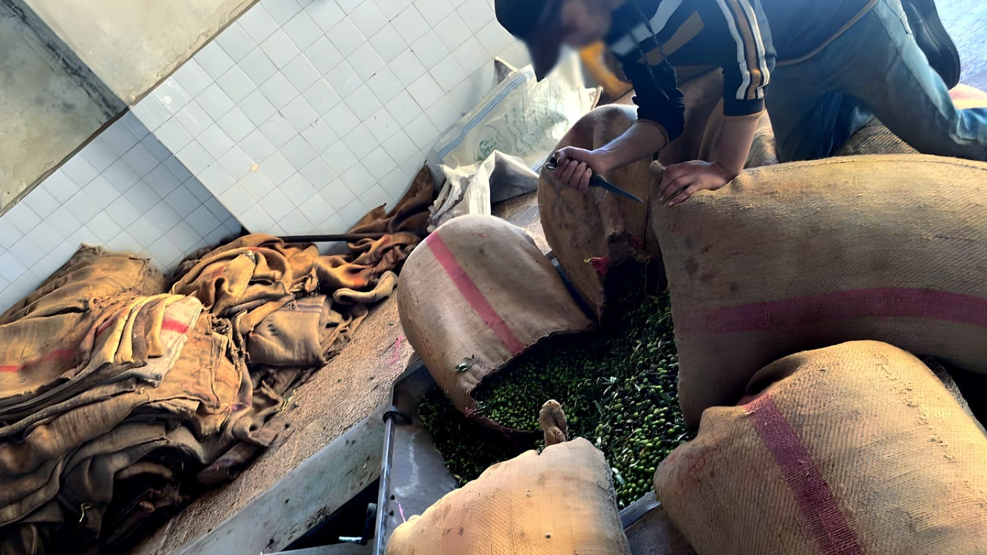 Report Exposes Extortion and Violence in Syria’s Olive Heartland