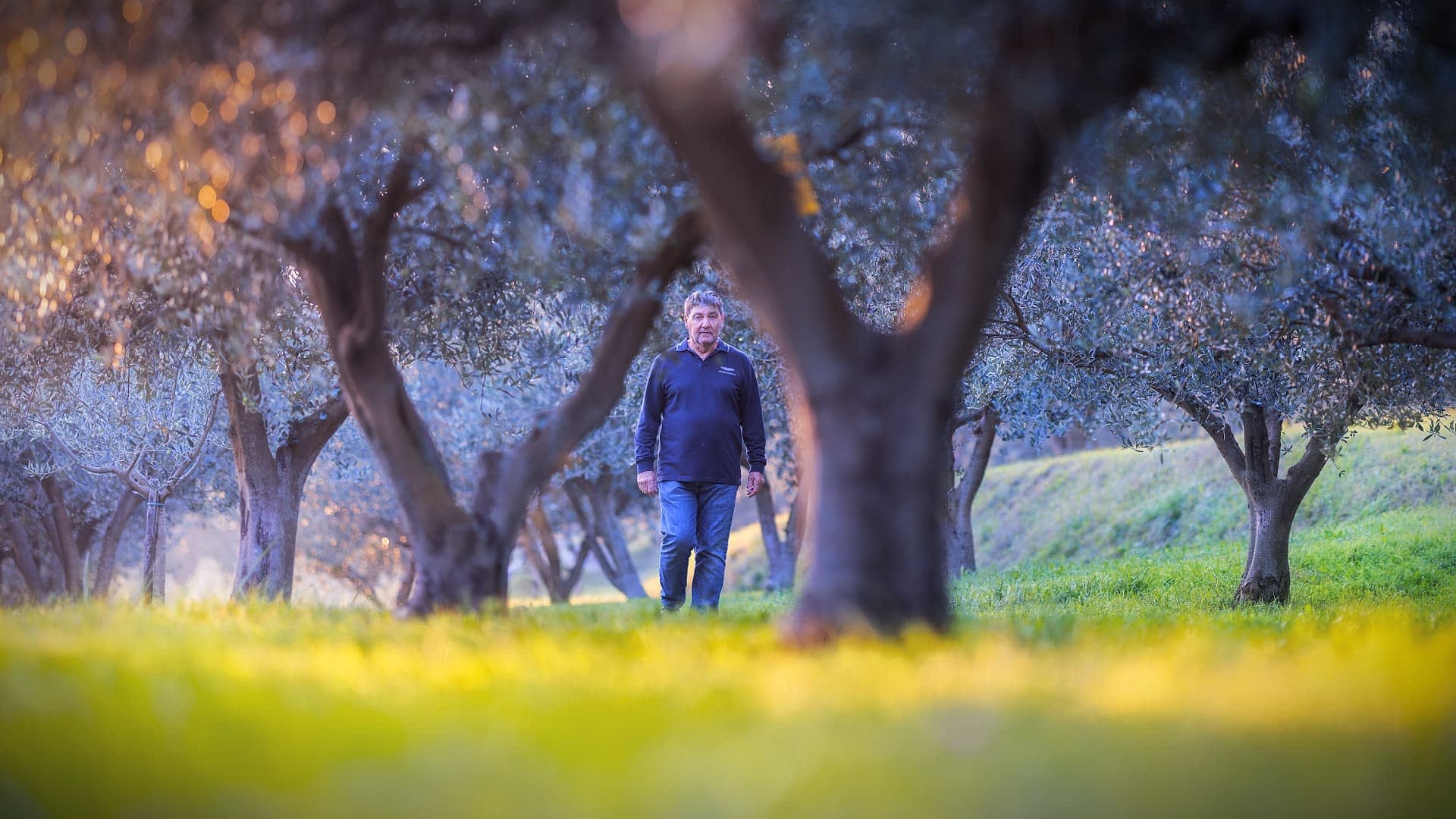 Producers Divided on 2025 Olive Harvest Amid Climate and Market Strains