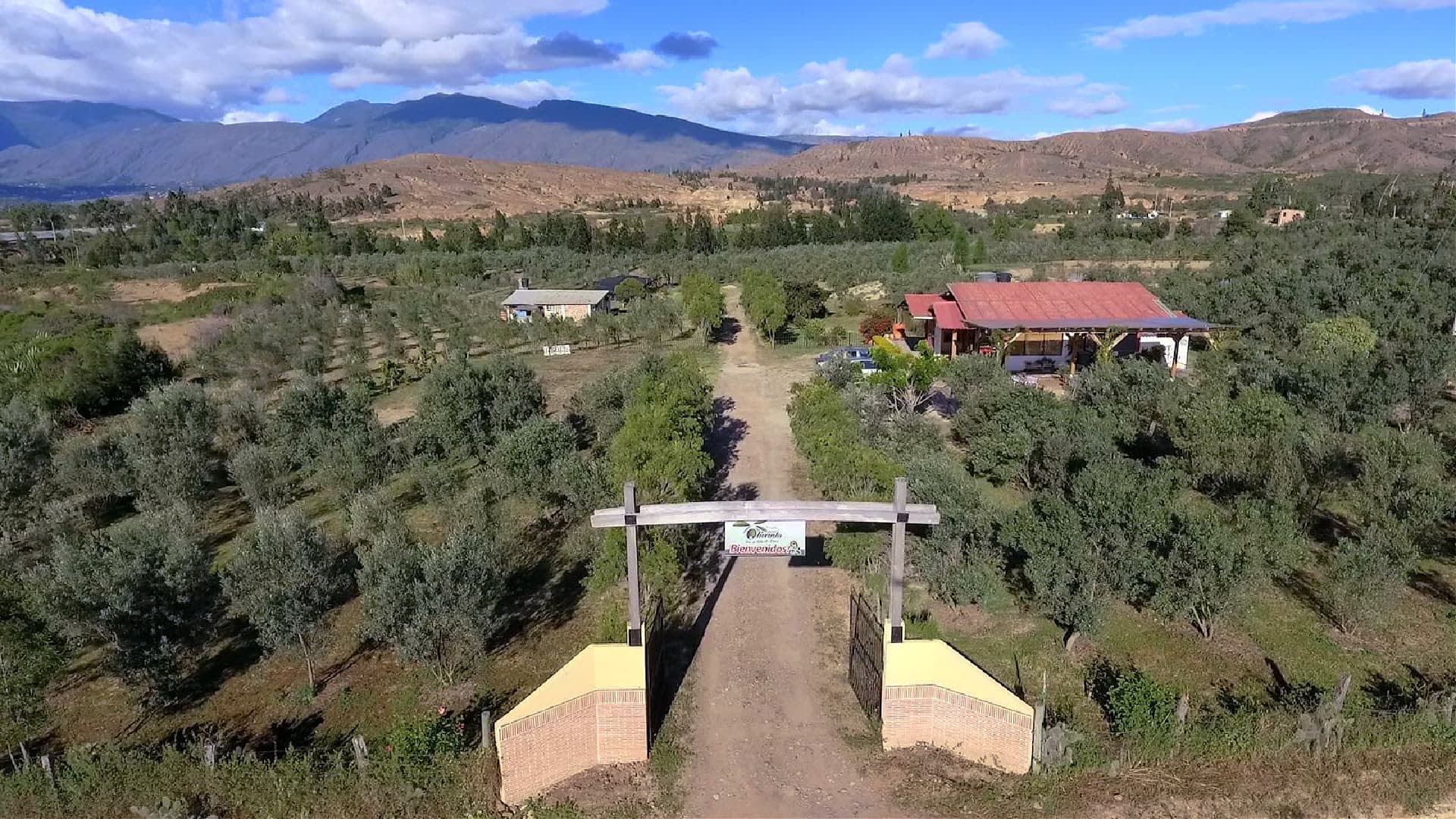 Against the Odds, Colombia’s Only Olive Farm Turns to Tourism