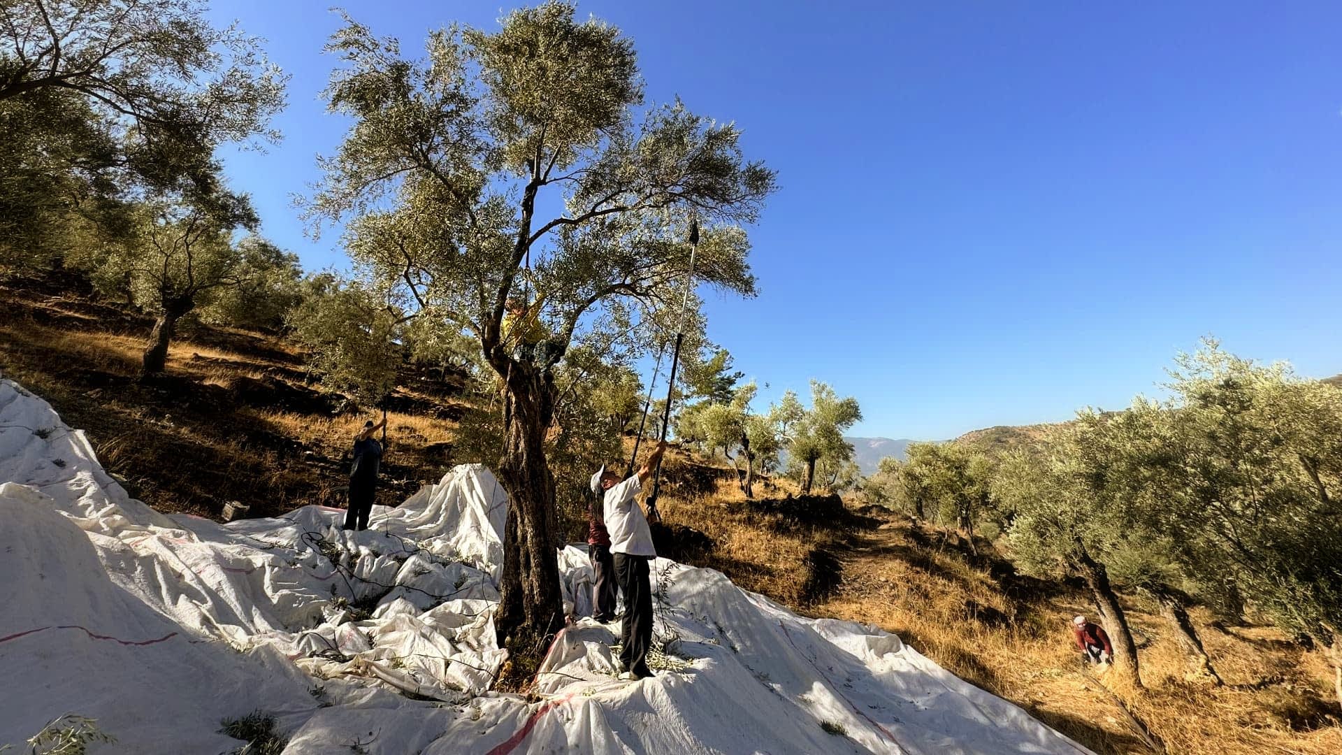 Turkey Braces for Sharp Drop in Olive Oil Output as Weather and Costs Take Toll