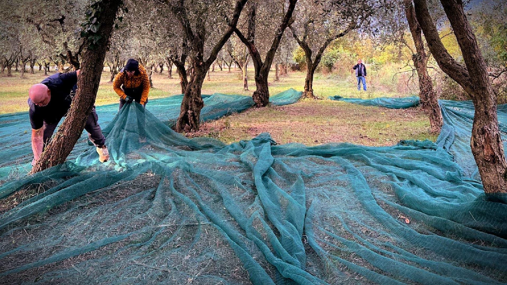 In Oliveto Citra, a Family Mill Advances Research, Sustainability and Quality