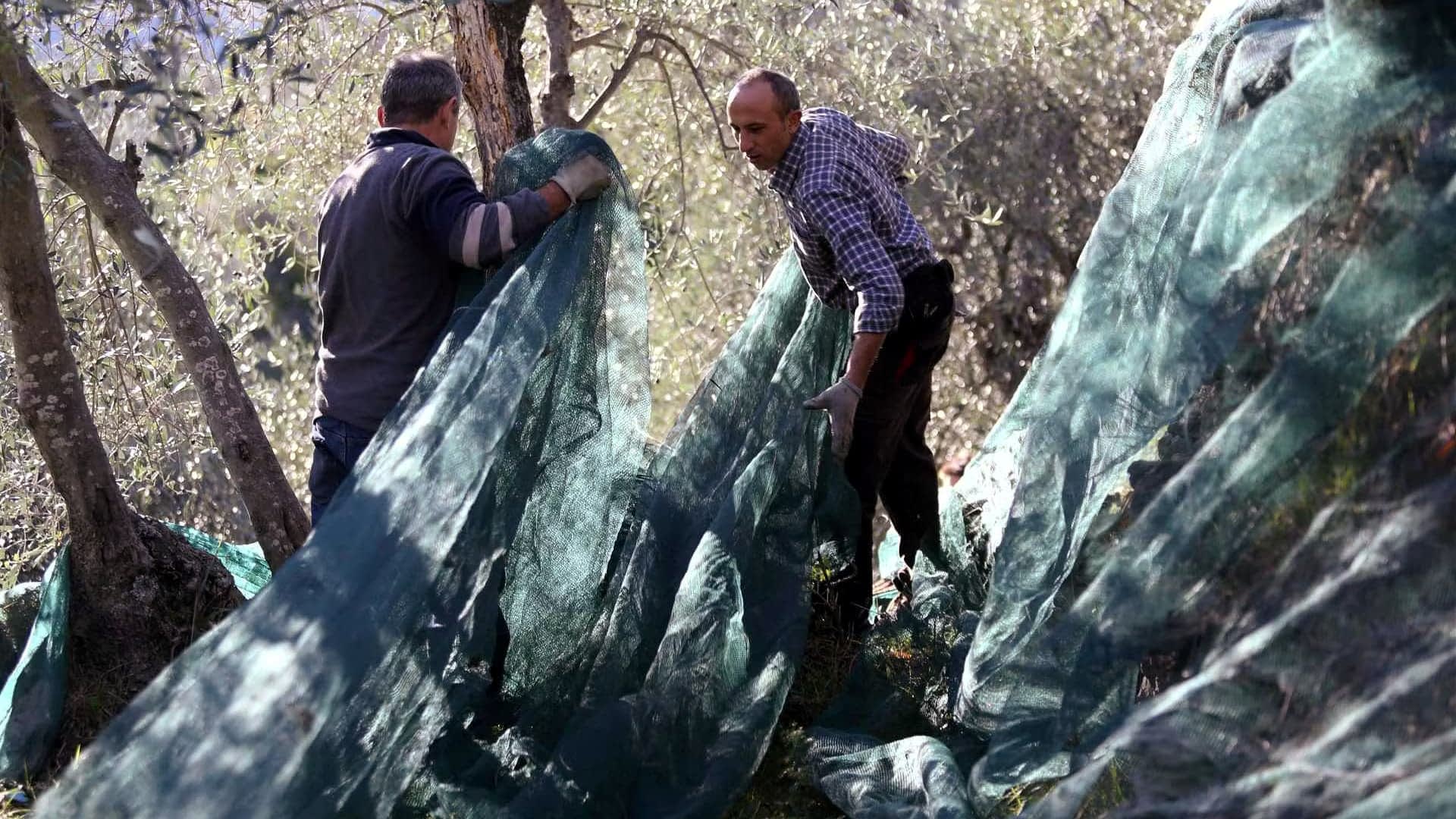 Italian Geographical Indications See Record Growth, Driven by Olive Oil and Wine