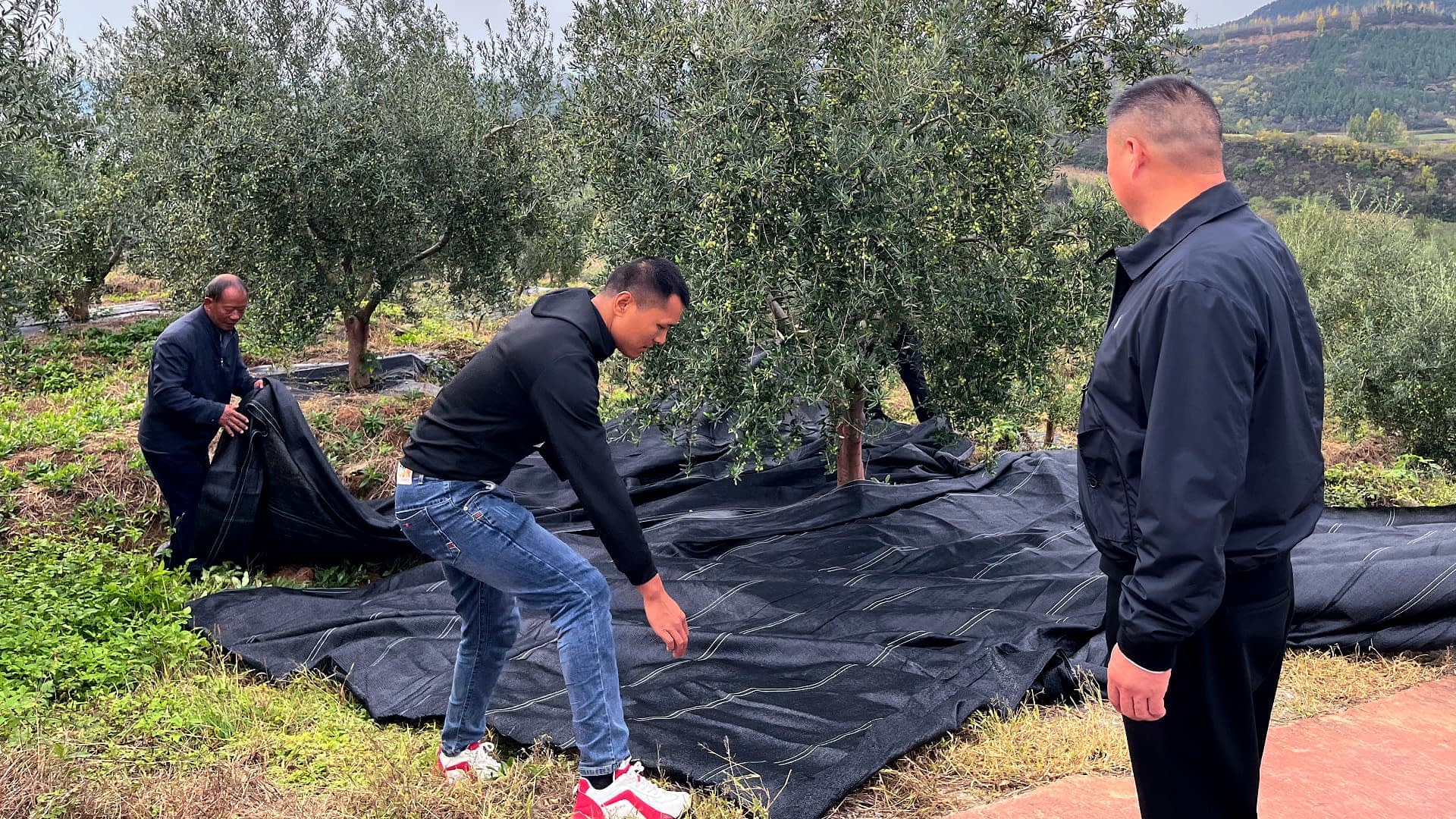 China Bets on Hubei to Lead the Next Phase of Olive Oil Development