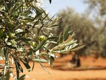 Olive oils and industry news from Crete - Olive Oil Times
