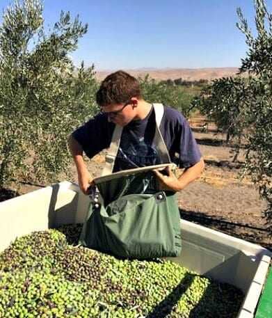 amérique-du-nord-les-meilleures-concours-d-huiles-d-olive-les-producteurs-américains-remportent-un-nombre-record-de-recompenses-olive-oil-times
