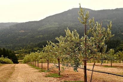 fazenda-dificil - Português