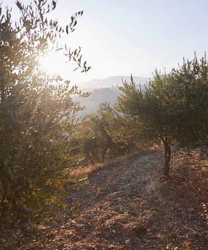 An Award-Winning Finish to A Fruitful Harvest in The Southern Cone - Olive  Oil Times