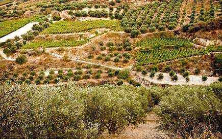 europe-greece-turns-away-cretan-olive-oil-producers-seeking-aid-olive-oil-times-greek-government-turns-away-cretan-olive-oil-producers