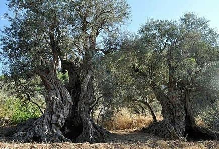 Old olive trees, Millennial Olive trees