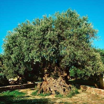 ancient greek olive tree