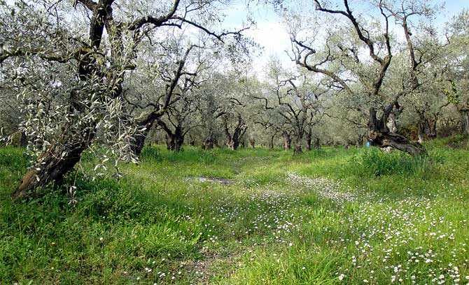 europe-greek-olive-oil-production-down-fifty-percent-olive-oil-times-greek-olive-oil-production-down-fifty-percent-