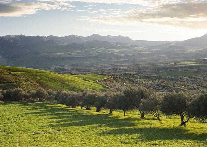 opinion-extra-virgin-olive-oil-igp-sicilia-olive-oil-times-extra-virgin-olive-oil-igp-sicilia